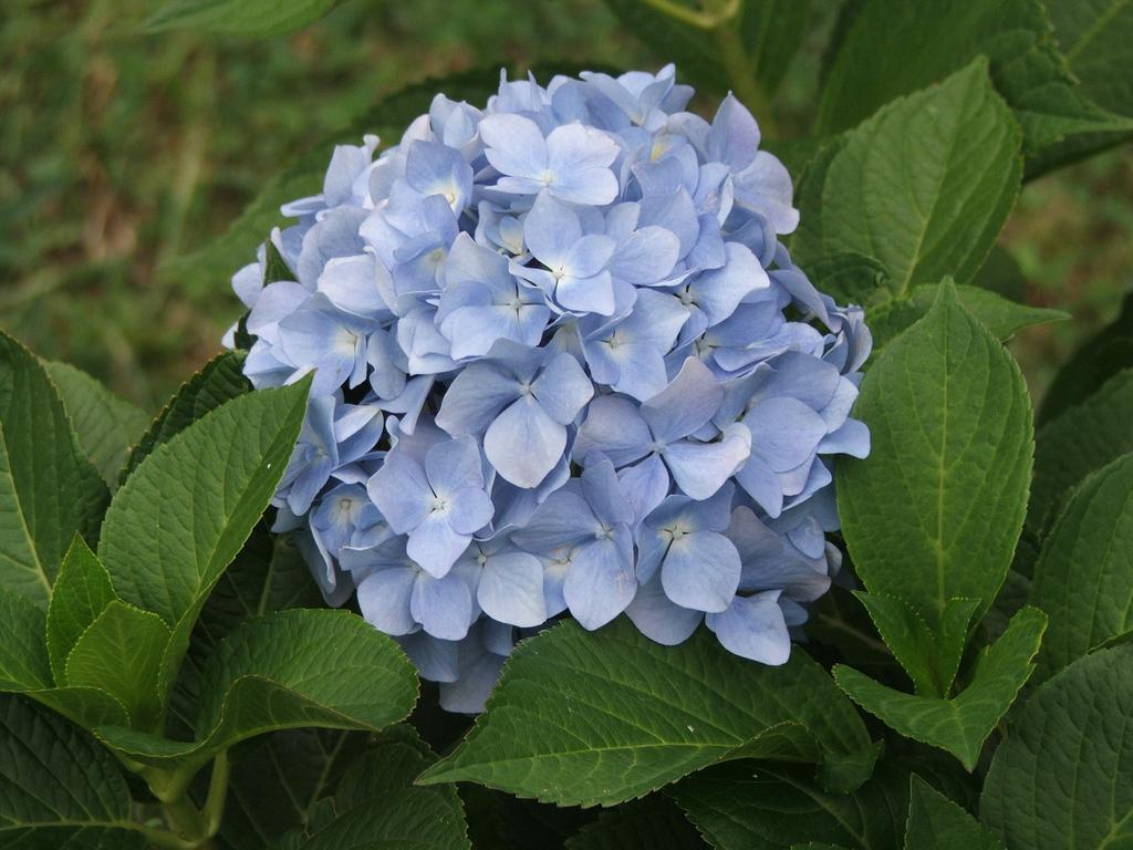 ריבה דל גארדה Antica Casa Ortensia חדר תמונה